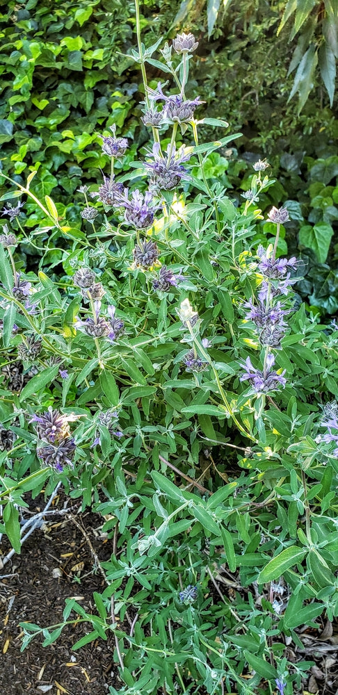 Bee Bliss Sage