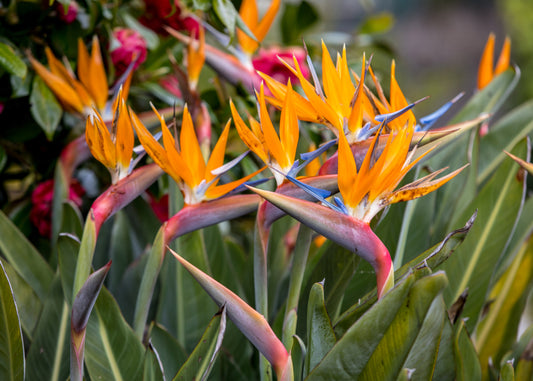 Bird of Paradise