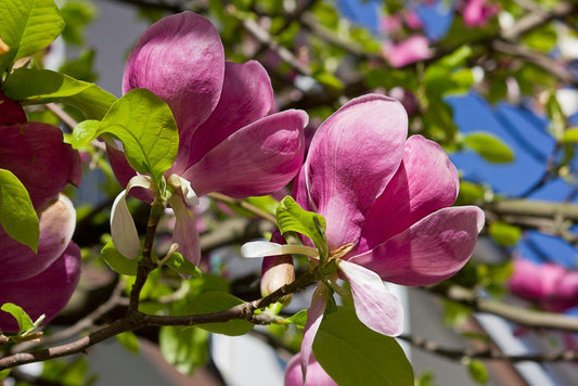 Black Tulip Magnolia