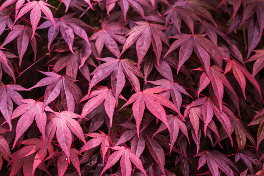 Bloodgood Japanese Maple