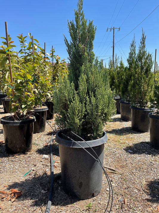 Blue Point Juniper