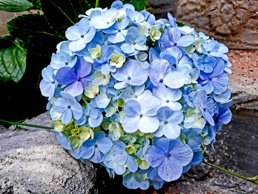 Blue Shade Hydrangea