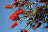 BottleBrush Tree