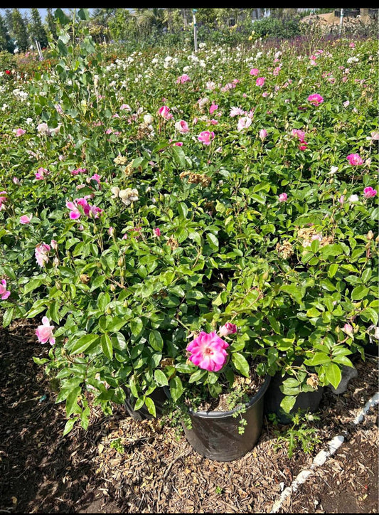 Brilliant Pink Iceberg Rose