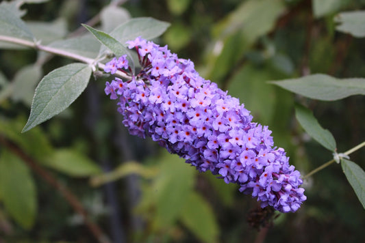 Butterfly Bush Purple