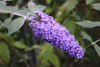 Butterfly Bush Purple