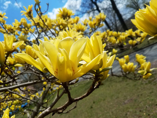 Butterfly Magnolia