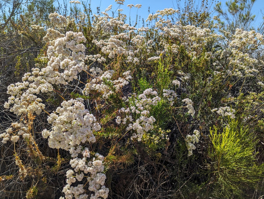 California Sage Brush