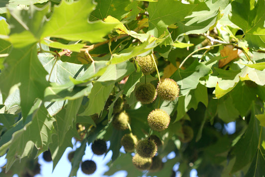 California Sycamore