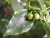 Camphor Tree