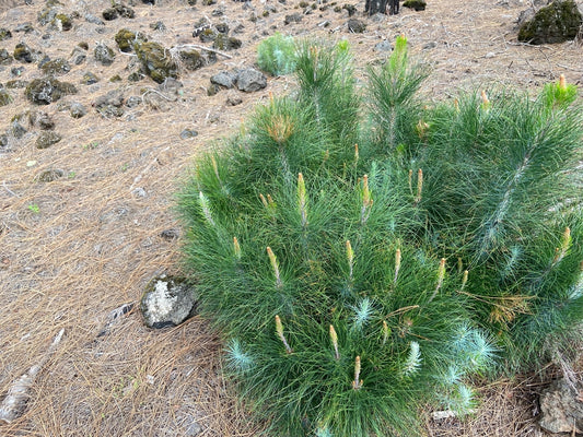 Canary Island Pine