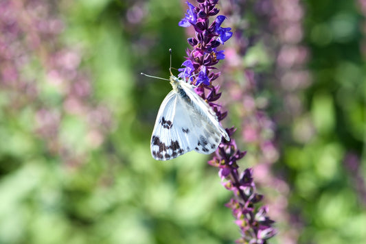 Celestial Blue Sage