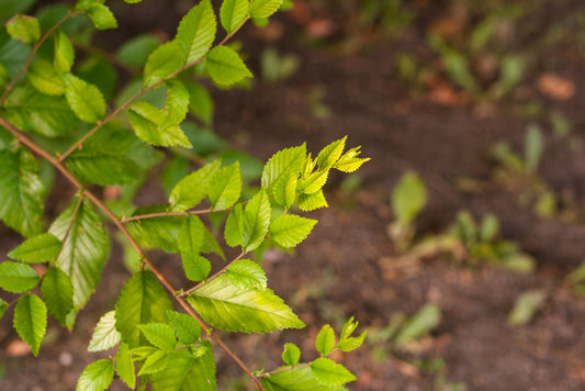 Chinese Elm