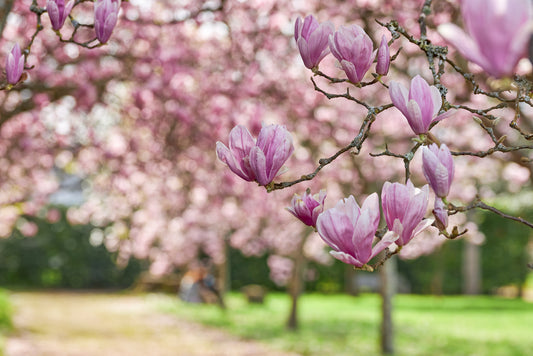 Chinese Magnolia