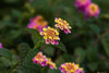 Confetti Lantana