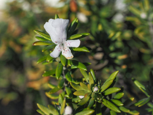 Variegated Rosemary