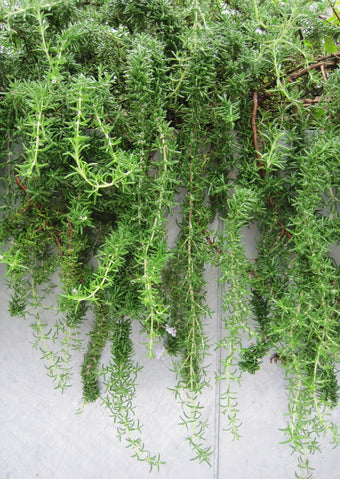Grasses, Ferns & Groundcovers