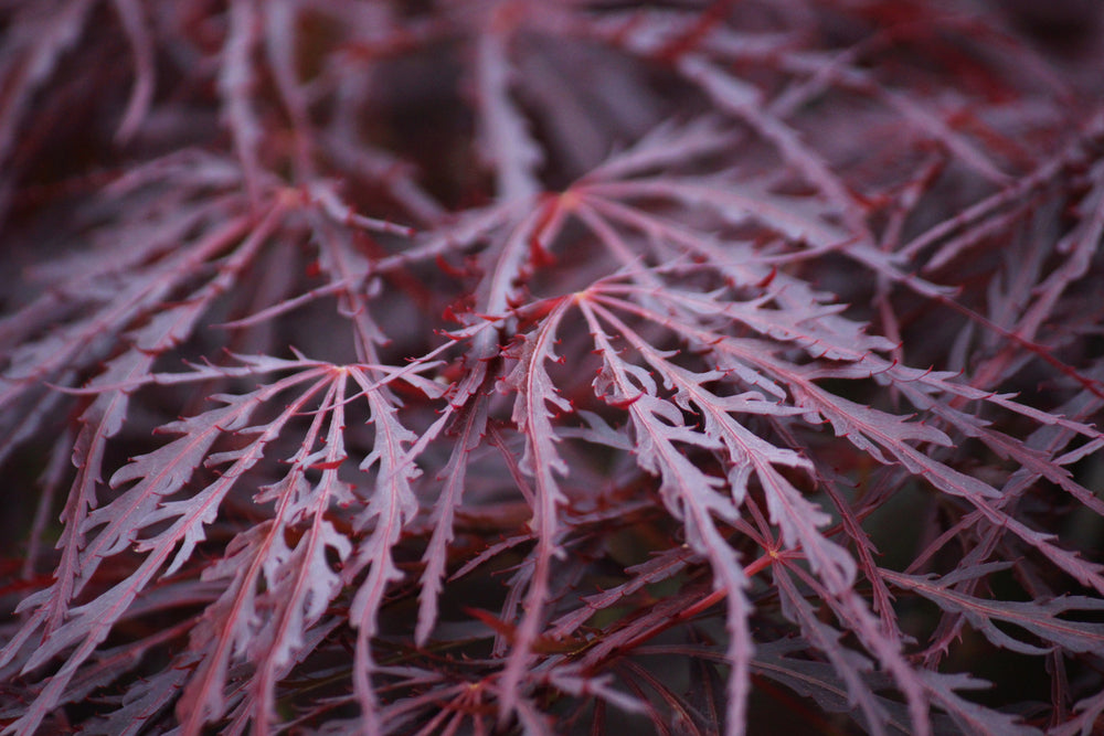 Crimson Queen Japanese Maple