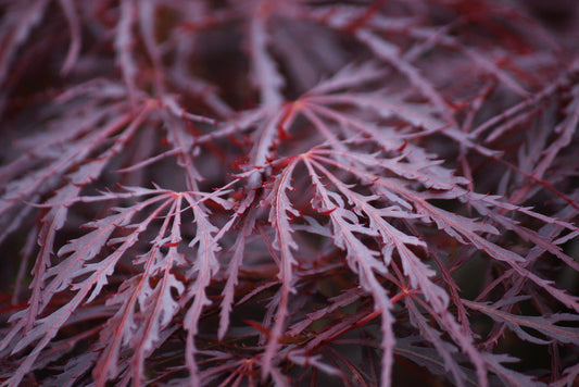 Crimson Queen Japanese Maple