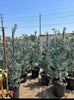 Crystal Blue Fern Pine