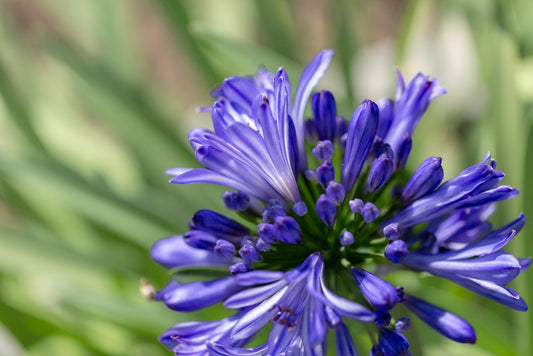 Dark Blue Lily of the Nile