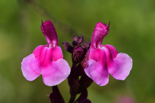 Dark Pink Sage