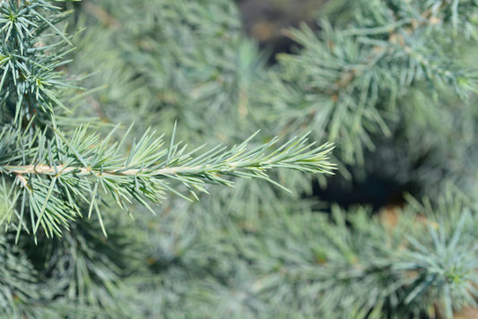 Deodar Cedar