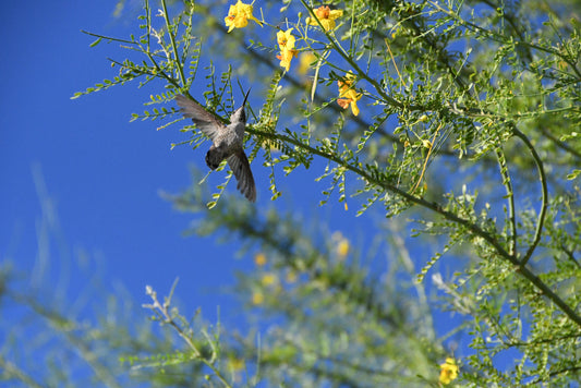 Desert Museum Palo Verde