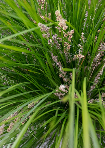Unique Flowers