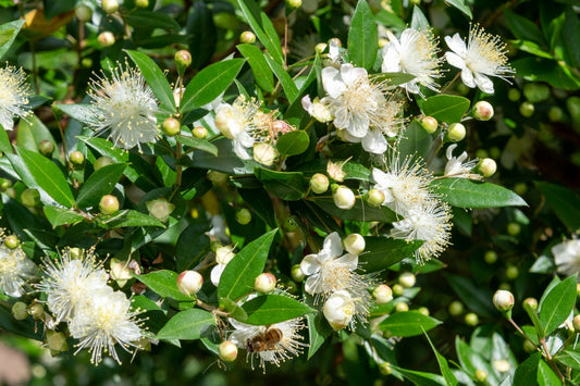 Dwarf Myrtle