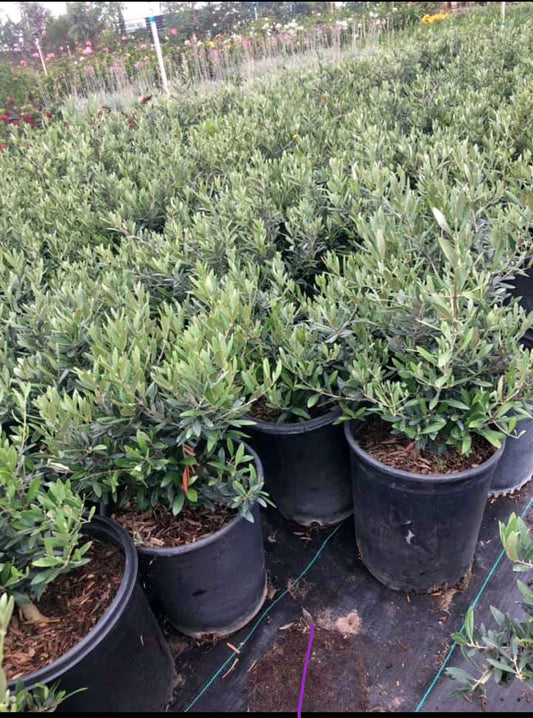 Fruitless Dwarf Olive