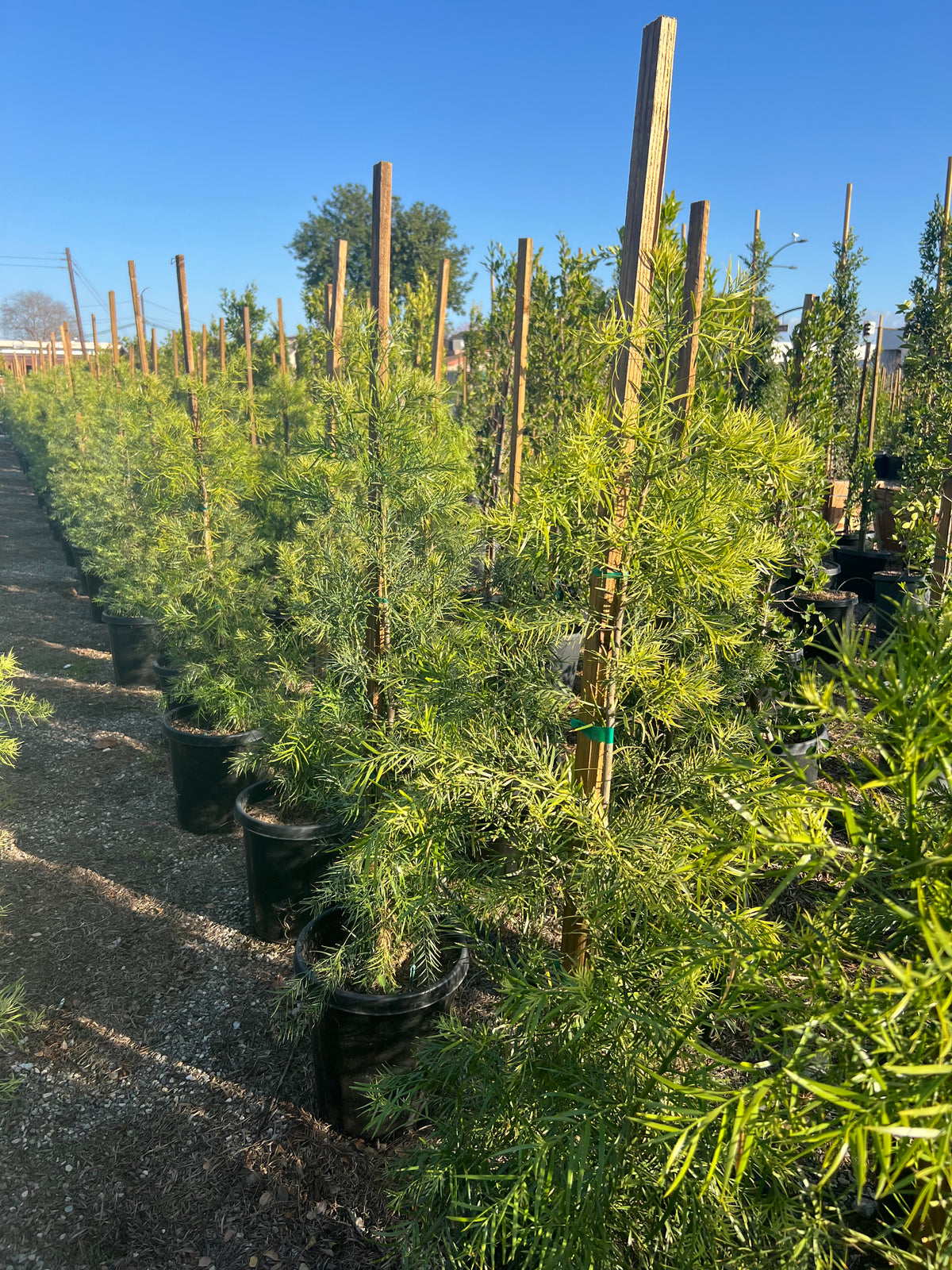 Podocarpus Gracilior (Fern Pine)