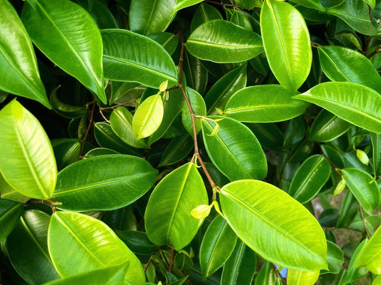 Ficus Benjamina