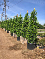 ficus nitida hedge tree used for privacy
