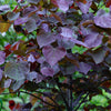 Deciduous Trees