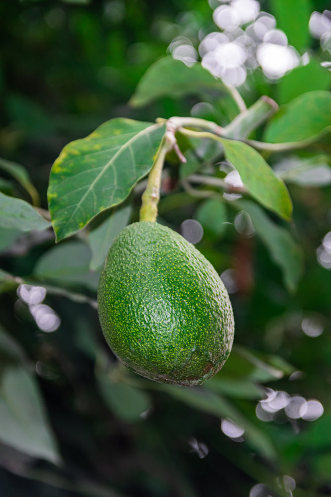 Fuerte Avocado
