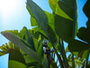 Giant Bird of Paradise