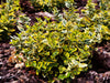 Gold Euonymus