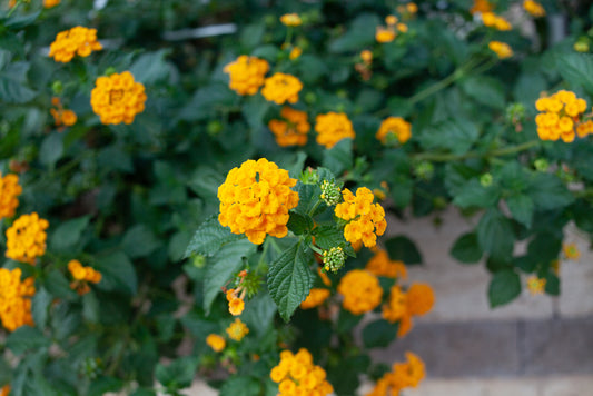 Gold Lantana