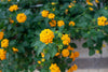 Gold Lantana