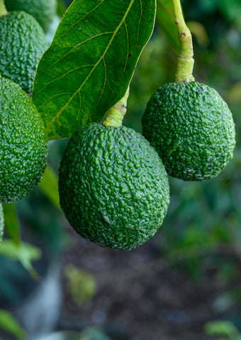 Fruit Trees