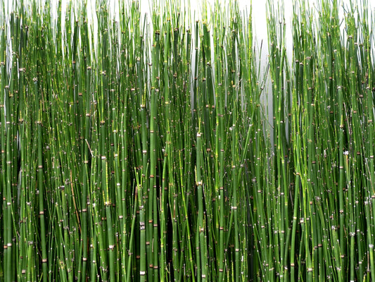 HorseTail