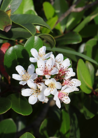 Flowering Shrubs & Hedges
