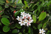 Indian Hawthorn Clara