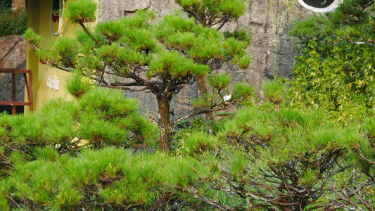 Japanese Black Pine