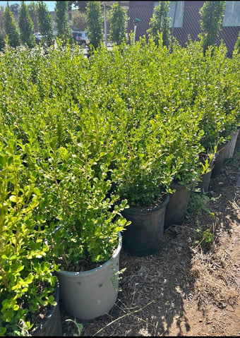 Low Shrubs & Borders