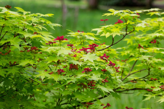 Japanese Maple