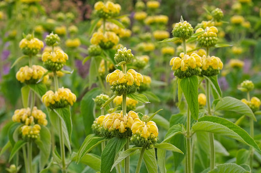 Jerusalem Sage