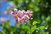 Lavander Crape Myrtle