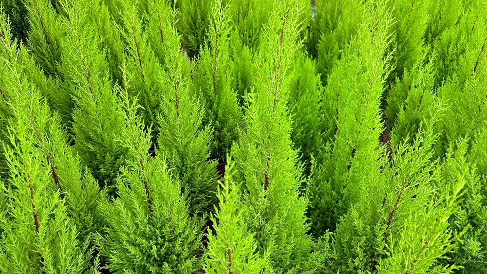 Dwarf Lemon Cypress